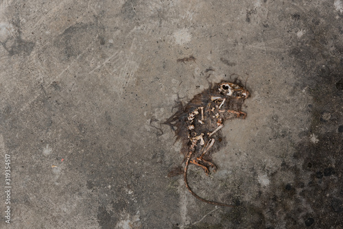 A dead air-dried rat lying on the concrete floor