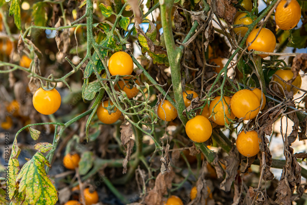 galina's cherry heirloom tomato plant, close up on ripe small size yellow tomatoes fruits, dry leaves, and stems on plants support wire