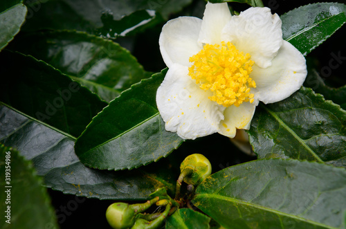 Close up of wet tea bush flower and buds in Long Jing area of Hangzhou China photo