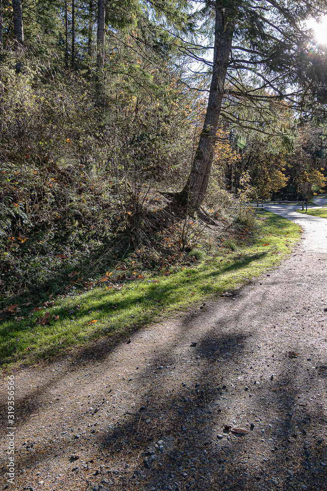 Fototapeta premium forest with fallen leaves and pathway in early fall