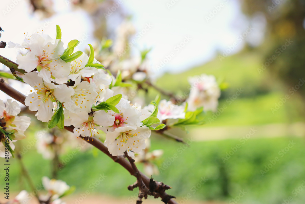 Obraz premium background of spring cherry blossoms tree. selective focus