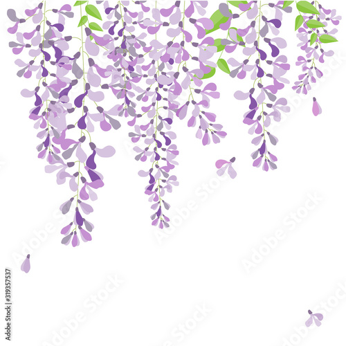 wisteria flowers on white background