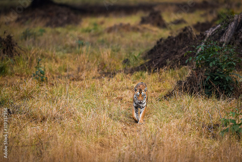 kanha tiger on scent marking and patrolling territory in kanha grassland. Scenic landscape and habitat image of wild bengal tiger at kanha national park or tiger reserve, madhya pradesh, india 