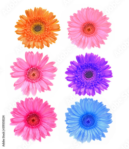 Gerbera flowers colorfull on white background