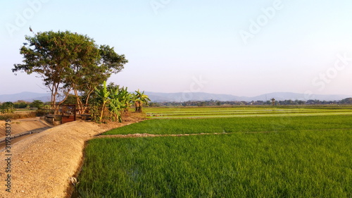  Natural space in the morning.. Rice land that are starting to dry after the farmer has finished harvesting. Royalty-free stock picture. 