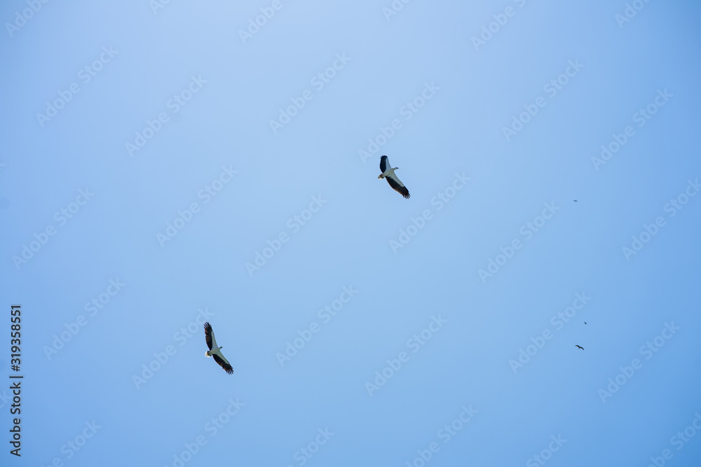 birds in flight birds in flight