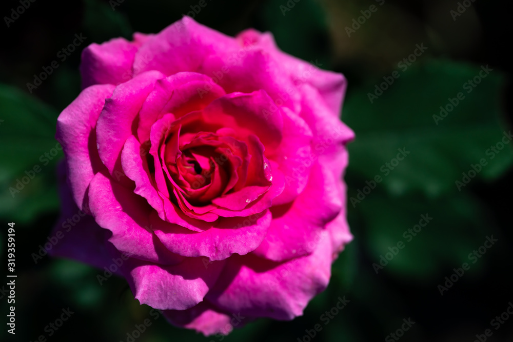 group of pink rose with green leaf from garden group of pink rose with green leaf from garden