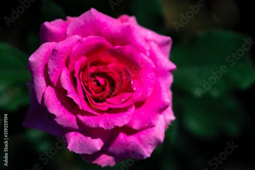 group of pink rose with green leaf from garden