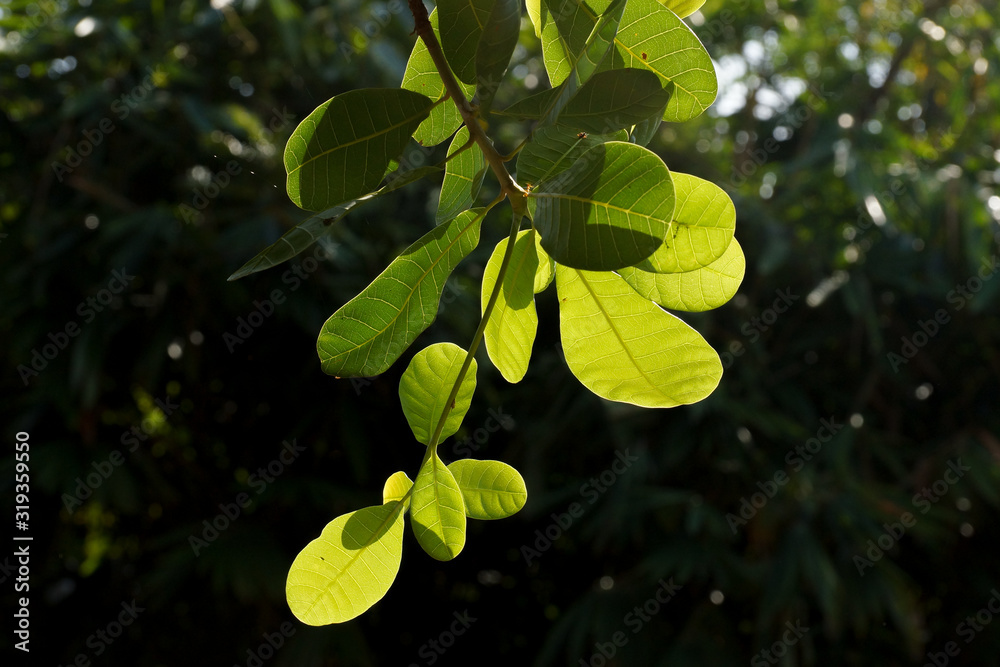 Obraz premium green leaves of a tree