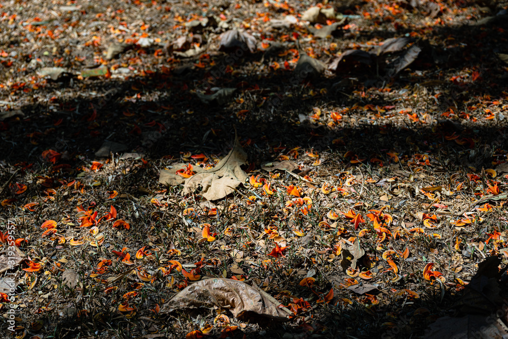 The floor is full of beautiful orange flower petals. Butea monosperma (Lam.) Taub. The floor is full of beautiful orange flower petals. Butea monosperma (Lam.) Taub.