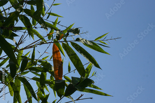 Giant bamboo leaves under blue sky