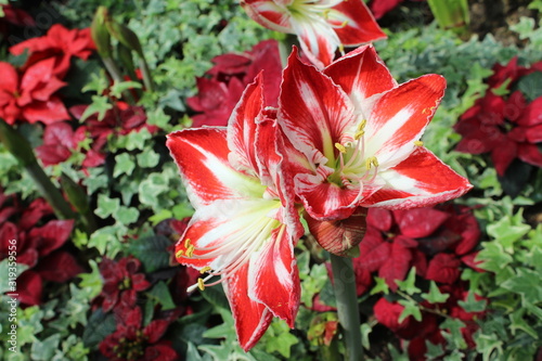 red flowers for dextop wallpaper photo