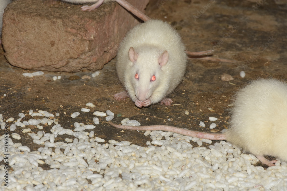 Some white rats eat popcorn and bhelpuri at one place and drink water
