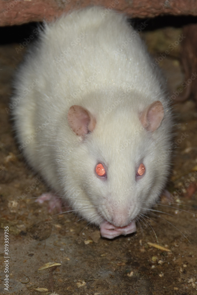 Some white rats eat popcorn and bhelpuri at one place and drink water