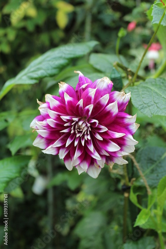 pink WHITE  flower in the garden