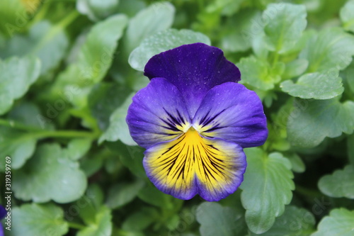 Fototapeta Naklejka Na Ścianę i Meble -  blue flower in the garden