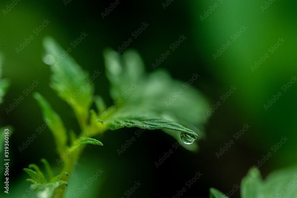 Dew drops on the foliage of tomatoes. Close-up.