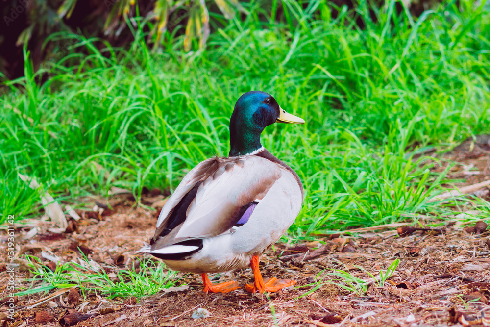 The little wild duck in the park The little wild duck in the park