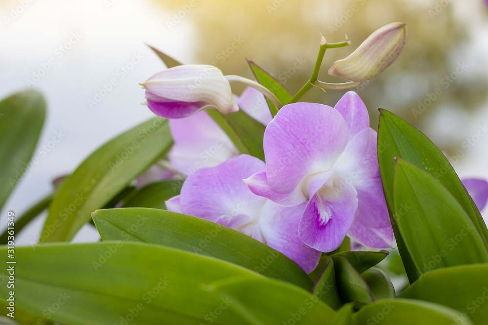 Beautiful purple orchid flower bloom on the tree with sunlight on blur nature background.
