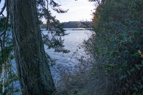 forest with walking path leading along the edge of the puget sound