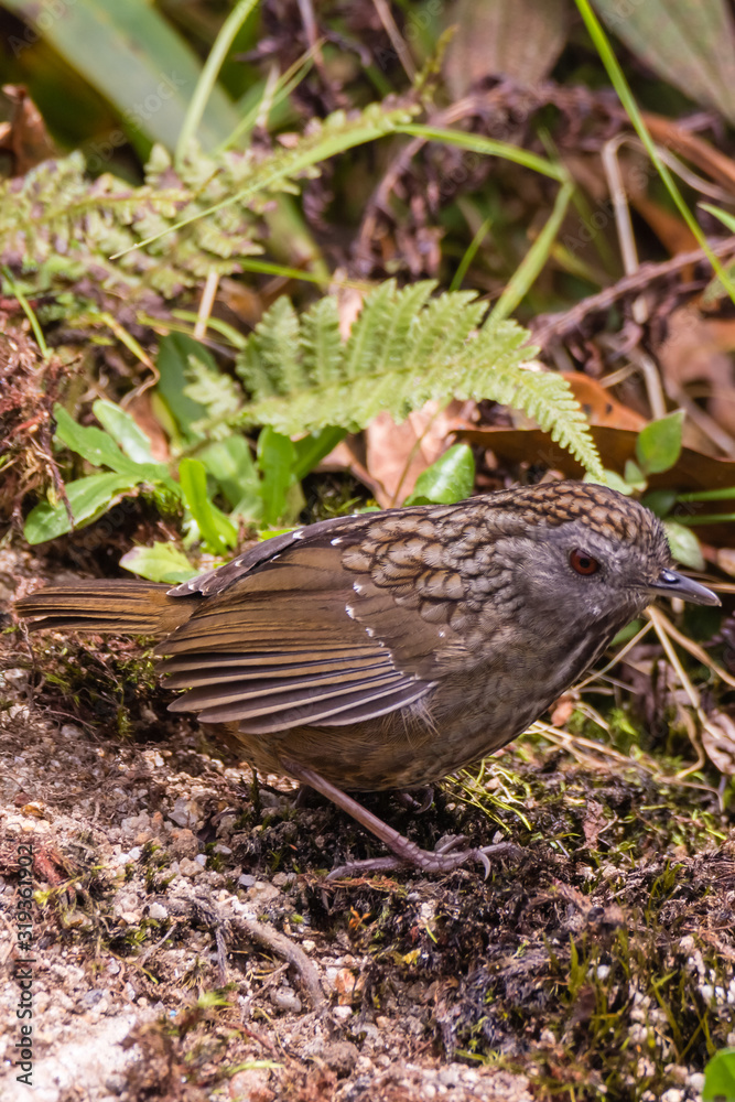 The streaked wren-babbler (Napothera brevicaudata) is a small short-tailed brown babbler with heavy blackish streaking above, dull below with streaked whitish throat The streaked wren-babbler (Napothera brevicaudata) is a small short-tailed brown babbler with heavy blackish streaking above, dull below with streaked whitish throat