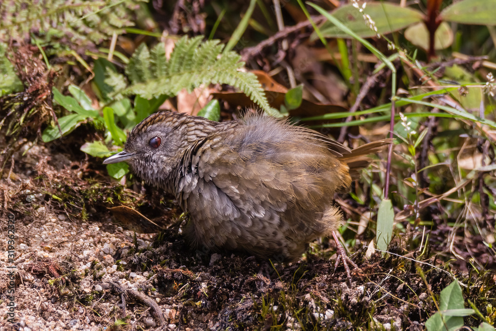 The streaked wren-babbler (Napothera brevicaudata) is a small short-tailed brown babbler with heavy blackish streaking above, dull below with streaked whitish throat The streaked wren-babbler (Napothera brevicaudata) is a small short-tailed brown babbler with heavy blackish streaking above, dull below with streaked whitish throat