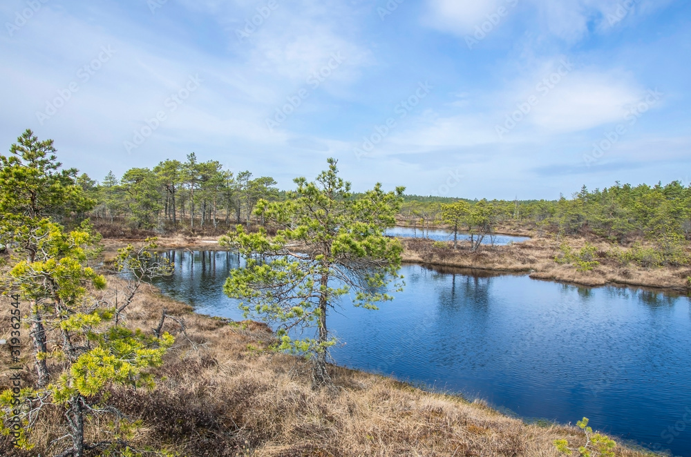 View of the beautiful nature in swamp - pond, lakes, conifer trees, moss  in Great Kemeri Bog Boardwalk, Latvia, Europe