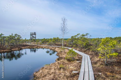 Wooden trail over swamp in Great Kemeri Bog Boardwalk, Latvia, Europe. View of the beautiful nature in swamp -  conifer trees, moss, ponds, lakes in Europe photo