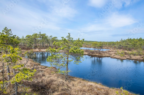 View of the beautiful nature in swamp - pond  lakes  conifer trees  moss  in Great Kemeri Bog Boardwalk  Latvia  Europe