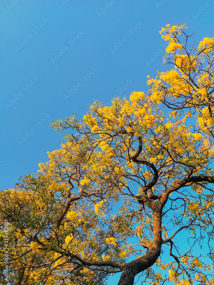 Beautiful Silver trumpet tree,Tree of gold,Paraguayan silver trumpet tree.Selective focus a yellow flower in the garden.(Tabebuia aurea,Caribbean trumpet tree)