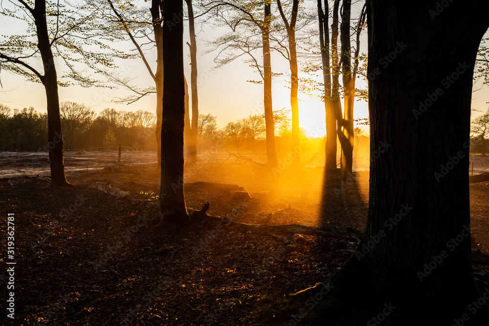 Obraz premium sunrise sunset forrest autumn