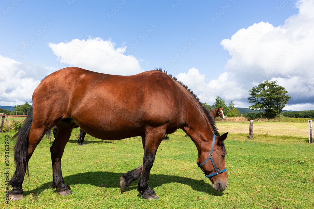 Obraz premium 日本の北海道東部・9月、放牧された馬
