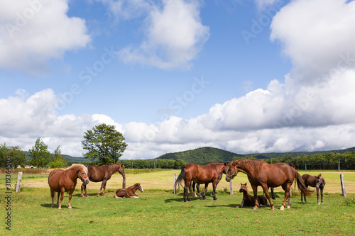 日本の北海道東部・9月、放牧された馬