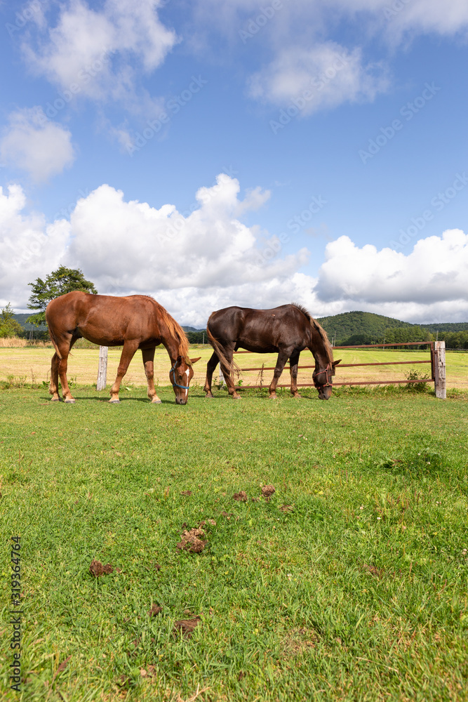 Fototapeta premium 日本の北海道東部・9月、放牧された馬