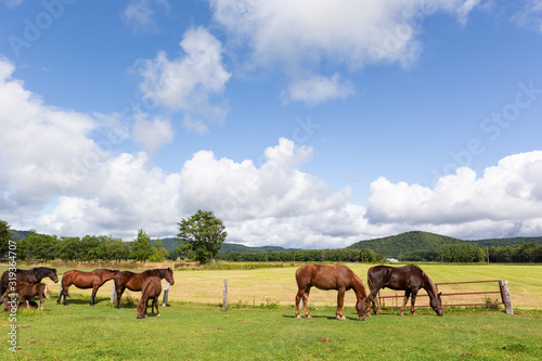 日本の北海道東部・9月、放牧された馬