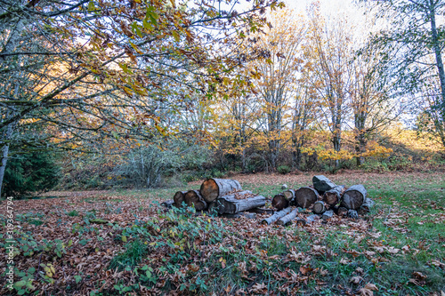 pile of felled tree trunks and wood on lawn