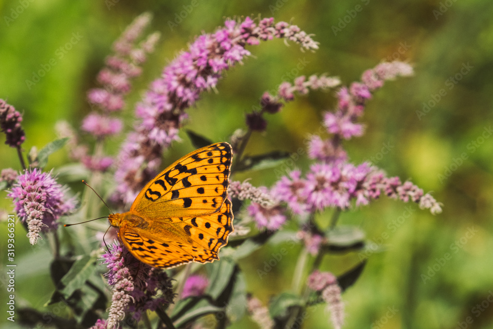 Origanum vulgare. Medicinal plant with small pink flowers in the wild in sunny weather A butterfly with orange wings in a black speck sits on a flower Origanum vulgare. Medicinal plant with small pink flowers in the wild in sunny weather A butterfly with orange wings in a black speck sits on a flower