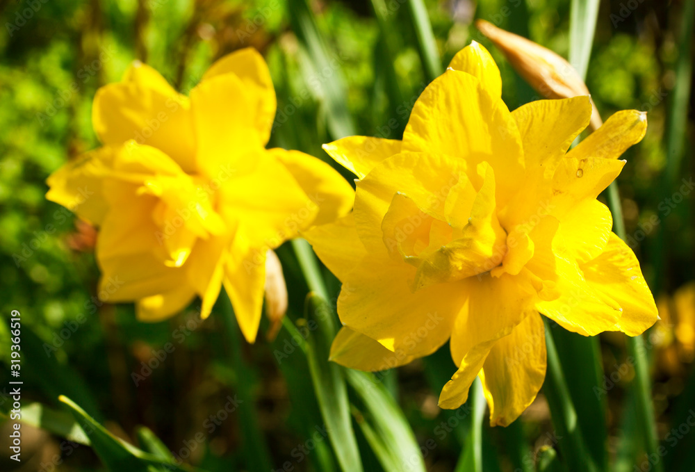 Beautiful flowers of daffodils narcissus glow in morning at sunrise in golden rays of sunshine. Beautiful flowers of daffodils narcissus glow in morning at sunrise in golden rays of sunshine.