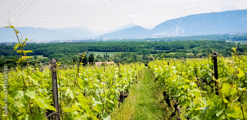 Beautiful and colorful spring vineyard with grass path in Geneva canton and Mont Saleve in the background. 