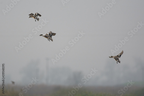 Flock of gadwall ducks flying .