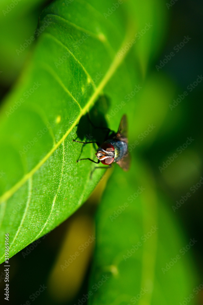 Meat flies are called sarcophagidae. These flies are sometimes perched on green leaves Meat flies are called sarcophagidae. These flies are sometimes perched on green leaves