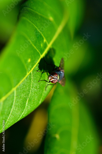 Meat flies are called sarcophagidae. These flies are sometimes perched on green leaves