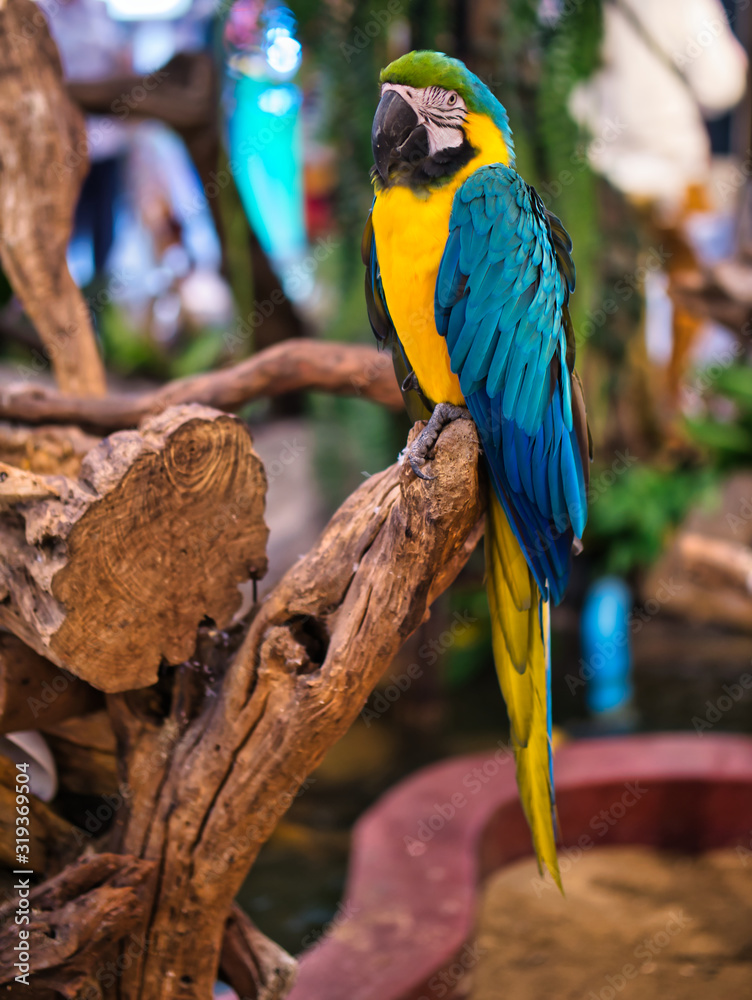 Take photos of the colorful macaw parrots with the bird care staff at the mall.