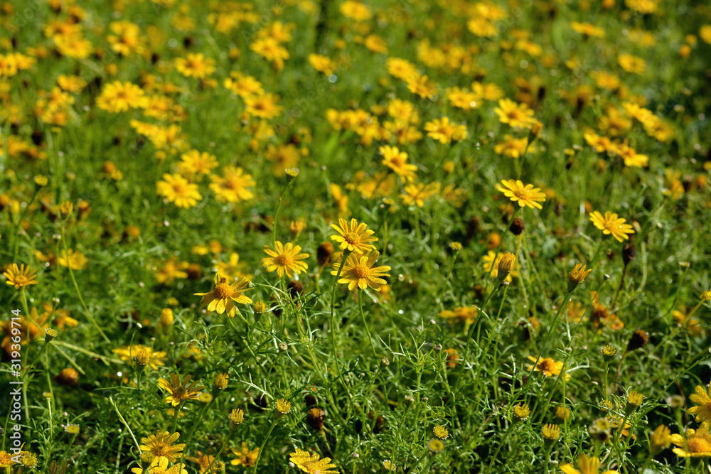 Obraz premium yellow phagneticola trilobata selective focus