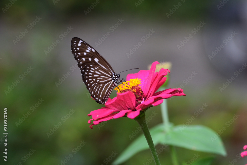 One of kind butterfly in indonesia that is similar to the Euploea crameri butterfly One of kind butterfly in indonesia that is similar to the Euploea crameri butterfly