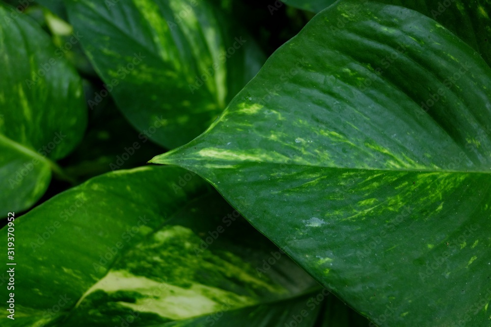 In selective focus a potho leave for green foliage backdrop with dark background In selective focus a potho leave for green foliage backdrop with dark background