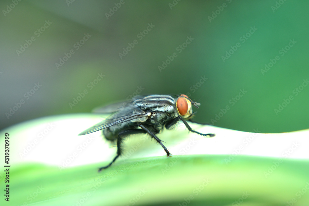 Meat flies are called sarcophagidae. These flies are sometimes perched on green leaves Meat flies are called sarcophagidae. These flies are sometimes perched on green leaves