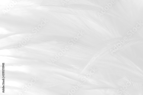 White feather pattern texture background. Luxury, beautiful abstract White soft-light blur. Macro, detail texture of design, elegance with free space copy for backdrop or wallpaper.