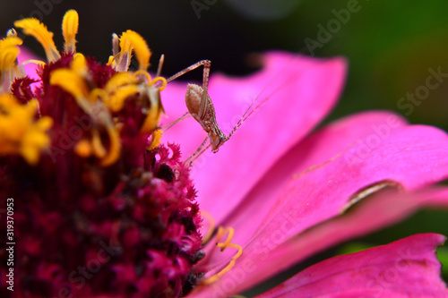 small insects like crickets live in zinnia flowers