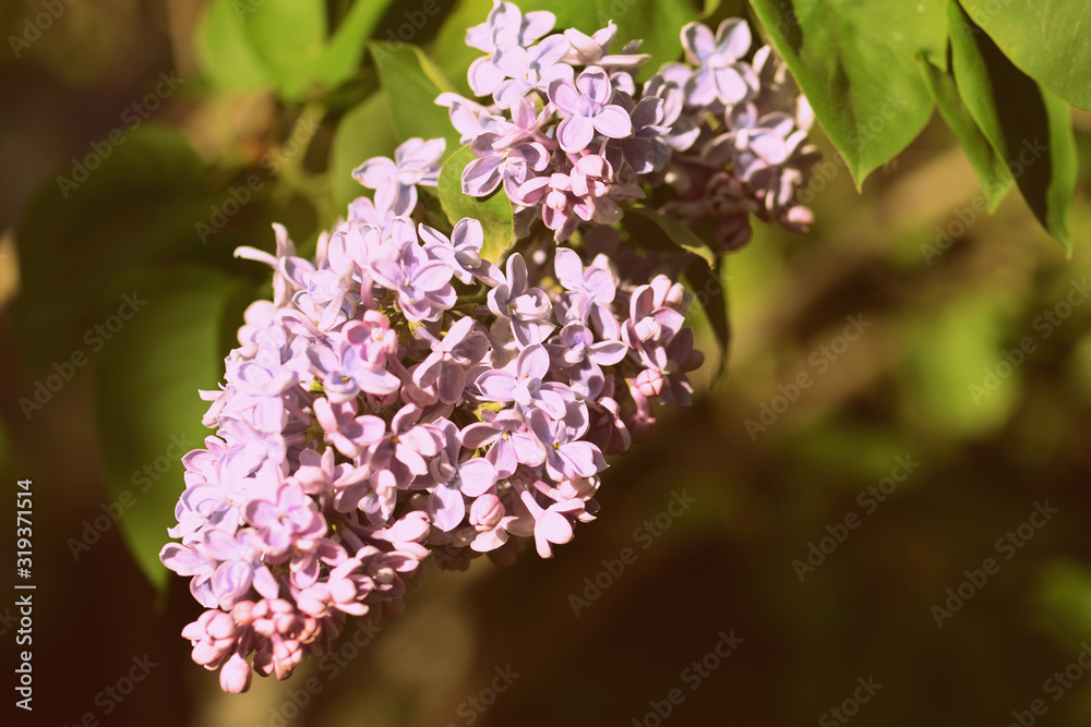 A beautiful bush of lilac blossoms in the summer garden on a sunny day. Retro style toned A beautiful bush of lilac blossoms in the summer garden on a sunny day. Retro style toned